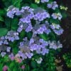 Hydrangea Macrophylla 'Blaumeise' C2 20-25 Cm