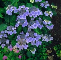 Hydrangea Macrophylla 'Blaumeise' C2 20-25 Cm