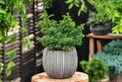 Cryptomeria Japonica 'Yokohama' C2 20-25 Cm