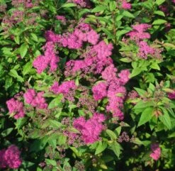 Spiraea Japonica 'Froebelii' C1.5 30-40 Cm