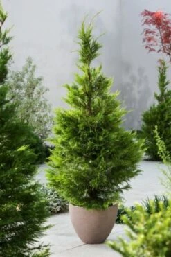 Cupressocyparis Leylandii C4 80-100 Cm