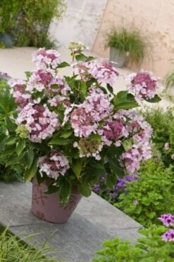 Hydrangea Macrophylla 'Tricolor' P9 Cm