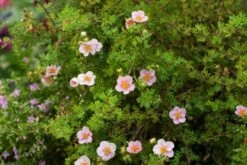Potentilla Fruticosa 'Blink' C1.3 25-30 Cm