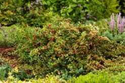 Cotoneaster Radicans 'Eichholz' C1.5 Cm