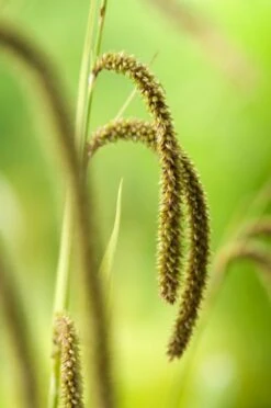 Carex Pendula C2 Cm