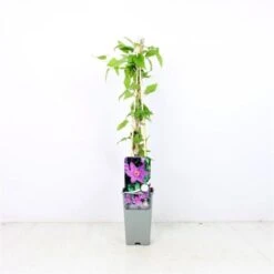 Clematis 'Kathleen Dunford' C2 60-70 Cm 5 Clematis 'Kathleen Dunford' C2 60-70 Cm -Tuinbenodigdheden Verkoop 2024 1K2BTB8E f725