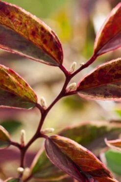Leucothoe Fontanesiana Whitewater C2 25-30 Cm