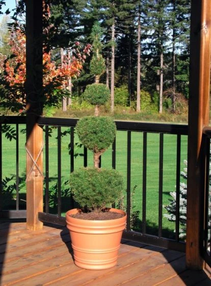 Picea Glauca 'Conica' C3.5 40-50 Cm 2 Picea Glauca 'Conica' C3.5 40-50 Cm - Afbeelding 2