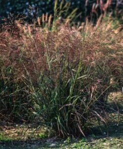 Panicum Virgatum 'Warrior' P9 Cm