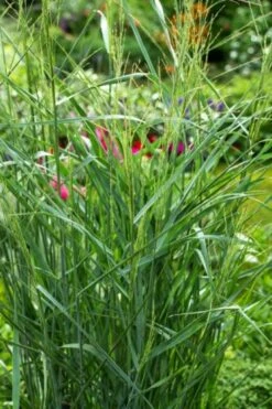 Panicum Virgatum 'Prairie Sky' C2.5 30-40 Cm