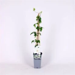 Clematis 'Mrs George Jackman' C2 60-70 Cm 5 Clematis 'Mrs George Jackman' C2 60-70 Cm -Tuinbenodigdheden Verkoop 2024 1KG2LJS8 e5ce