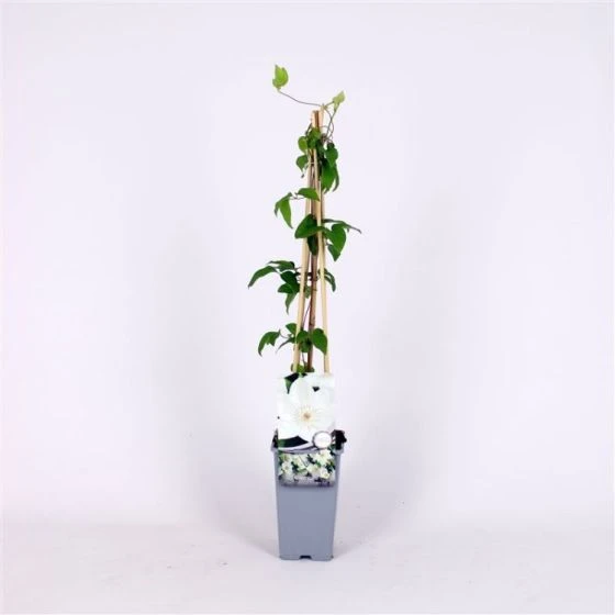 Clematis 'Mrs George Jackman' C2 60-70 Cm 3 Clematis 'Mrs George Jackman' C2 60-70 Cm - Afbeelding 3