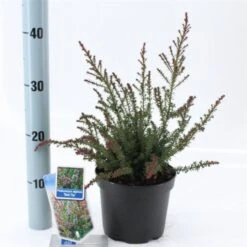 Podocarpus Lawrencei 'Red Tip' C2 20-25 Cm