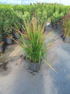 Imperata Cylindrica 'Red Baron' C10 60-80 Cm
