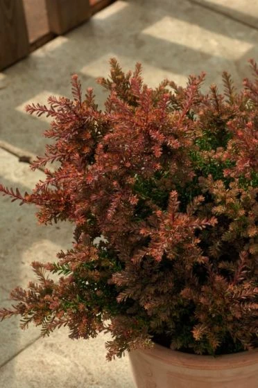 Podocarpus Lawrencei 'Red Tip' C3 20-25 Cm 1 Podocarpus Lawrencei 'Red Tip' C3 20-25 Cm