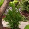 Thuja Occidentalis 'Brabant' C3.5 60-80 Cm