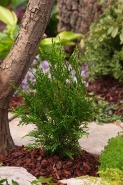 Thuja Occidentalis 'Brabant' C3.5 60-80 Cm