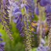 Wisteria Sinensis C2 80-100 Cm