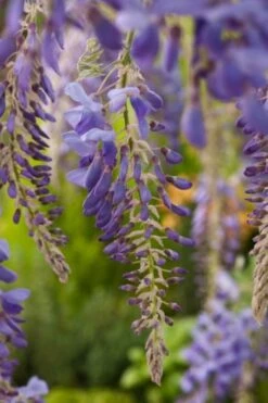 Wisteria Sinensis C2 80-100 Cm