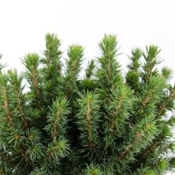 Picea Glauca 'Alberta Globe' C5 25-30 Cm -Tuinbenodigdheden Verkoop 2024 1R62WTPJ 13c4