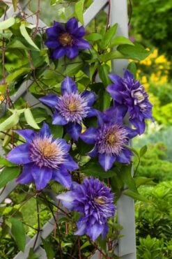 Clematis 'Multi Blue' C2 60-70 Cm