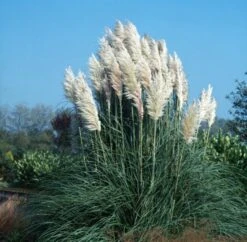 Cortaderia Selloana 'White Plume' P9 Cm