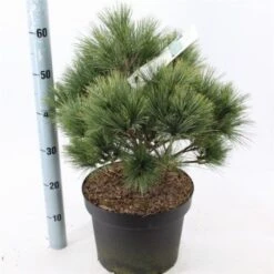 Pinus Strobus 'Radiata' C10 40-50 Cm -Tuinbenodigdheden Verkoop 2024 1S72C8GV f248