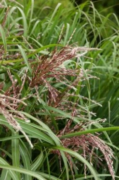 Panicum Virgatum 'Thundercloud' P9 Cm