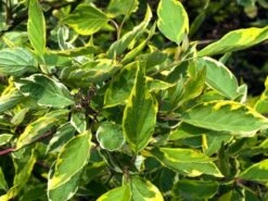 Cornus Alba 'Gouchaultii' C2 Cm