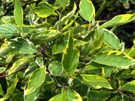 Cornus Alba 'Gouchaultii' C2 Cm 1 Cornus Alba 'Gouchaultii' C2 Cm