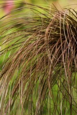 Carex Comans 'Bronze Form' C2 40-60 Cm