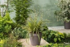Carex Oshimensis 'Evercream' C5 -Tuinbenodigdheden Verkoop 2024 1TGH2DYP 81bf