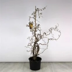 Corylus Avellana 'Contorta' C20 125-150 Cm Solitair