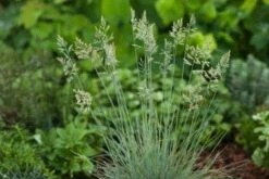 Festuca Glauca 'Elijah Blue' C2 Cm