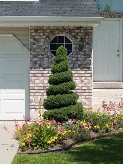 Picea Glauca 'Conica' C3.5 40-50 Cm 3 Picea Glauca 'Conica' C3.5 40-50 Cm - Afbeelding 3