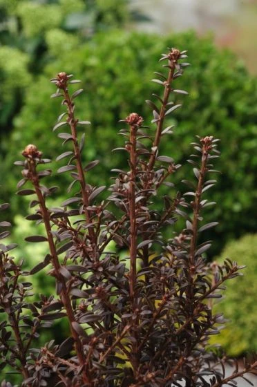 Podocarpus 'Chocolate Box' C3 20-25 Cm 2 Podocarpus 'Chocolate Box' C3 20-25 Cm - Afbeelding 2