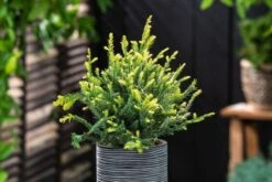 Sequoia Sempervirens 'Adpressa' C3 30-40 Cm