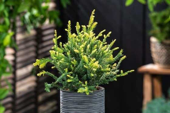 Sequoia Sempervirens 'Adpressa' C3 30-40 Cm 1 Sequoia Sempervirens 'Adpressa' C3 30-40 Cm