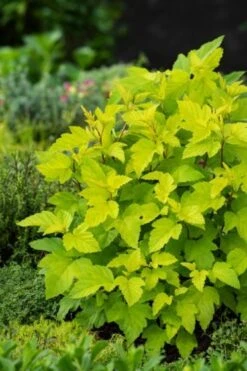 Physocarpus Opulifolius 'Dart's Gold' C10 60-80 Cm