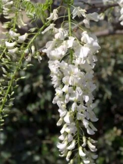 Wisteria Sinensis 'Alba' C7.5 125-150 Cm
