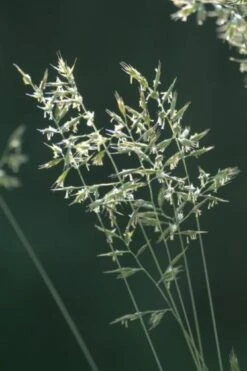 Deschampsia Flexuosa P9 Cm