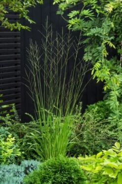 Molinia Arundinacea 'Skyracer' P9 Cm