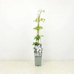 Clematis 'Blekitny Aniol' C2 60-70 Cm -Tuinbenodigdheden Verkoop 2024 1YVWSZ6L 313c