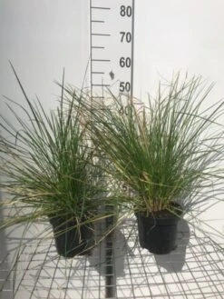 Deschampsia Cespitosa 'Goldschleier' P9 Cm