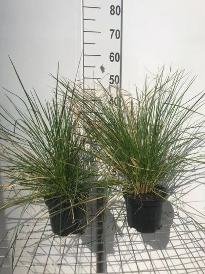 Deschampsia Cespitosa 'Goldschleier' P9 Cm 1 Deschampsia Cespitosa 'Goldschleier' P9 Cm