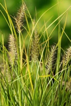 Pennisetum Alopecuroides 'JS Jommenik' P9 Cm