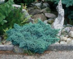 Juniperus Squamata 'Blue Star' C3.5 25-30 Cm