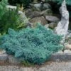 Juniperus Squamata 'Blue Star' C3 20-25 Cm