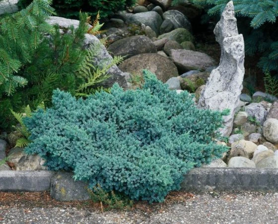 Juniperus Squamata 'Blue Star' C2 25-30 Cm 1 Juniperus Squamata 'Blue Star' C2 25-30 Cm
