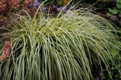 Carex Morrowii 'Variegata' P9 Cm -Tuinbenodigdheden Verkoop 2024 241SZTBP e46b